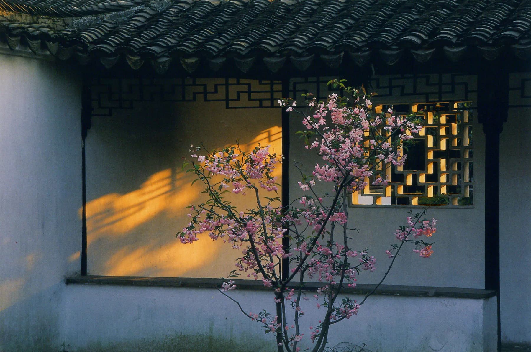 Pink blossoms beside a geometric garden window in warm Suzhou sunlight
