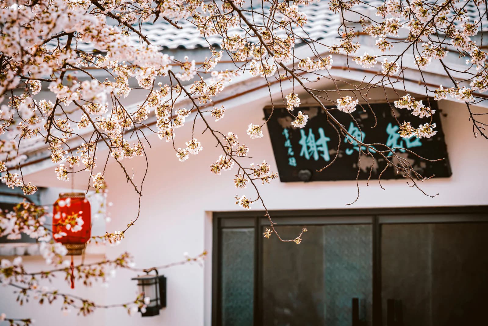Cherry blossoms, a red lantern and a white garden wall in Suzhou