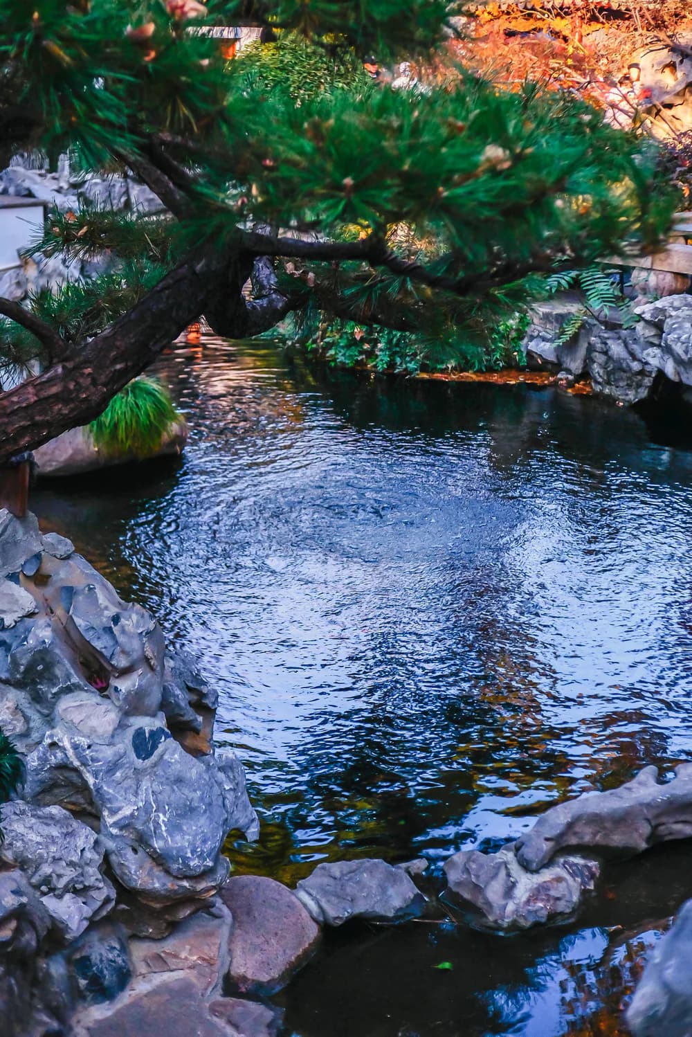Rock, pine and still water composed inside a classical Suzhou garden